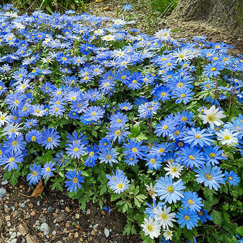Blue Shades Grecian Windflowers