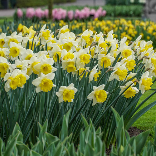 Goblet Daffodil