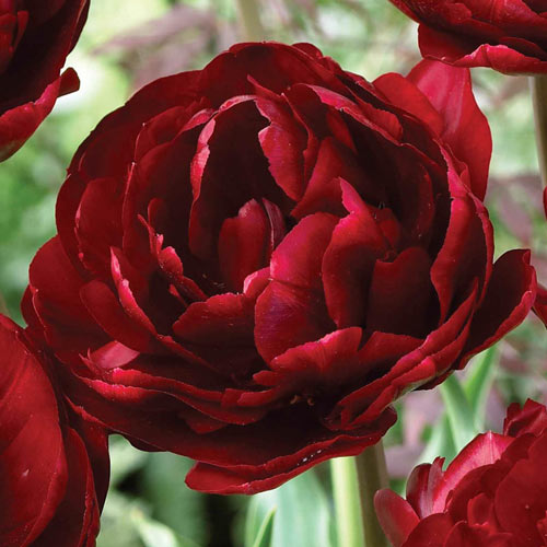 Ruby Velvet Tulip