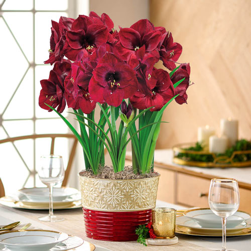 Colossal Benfica Amaryllis Triple in Red and Gold Composite Pot