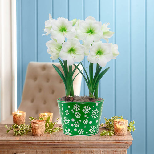 Christmas Gift Amaryllis Duo in Schematic Snowflakes Pot