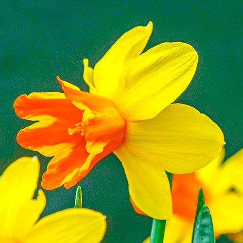 Rataplan Daffodil