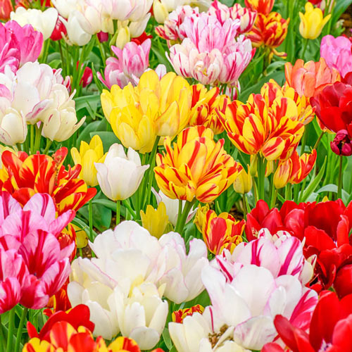 Bouquet Tulip Mixture