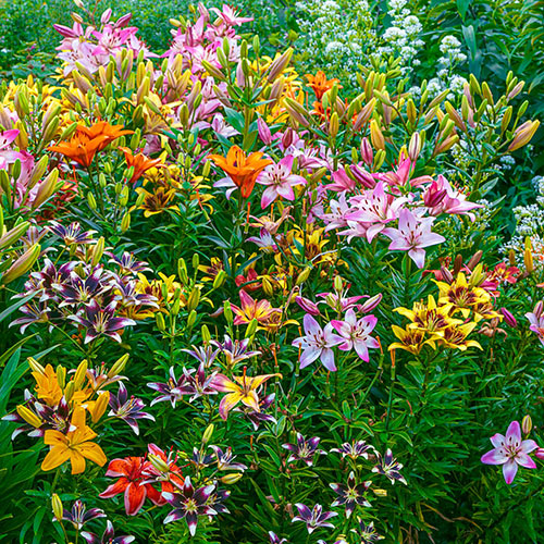 Fireworks Lily Mixture 