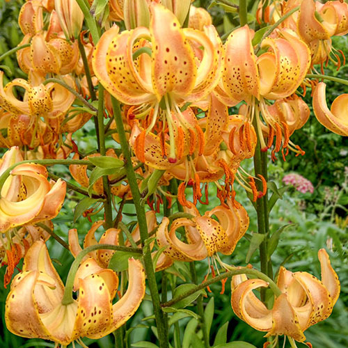 Peppard Gold Lily Brecks Premium Bulbs