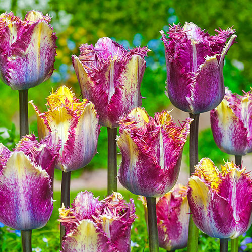 Colour Fusion Tulip 