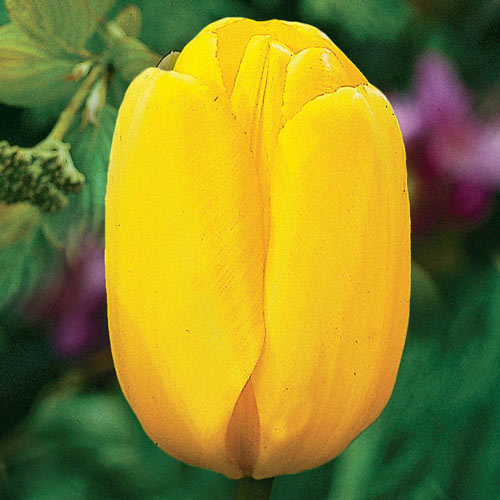 Yellow Dynasty™  Tulip