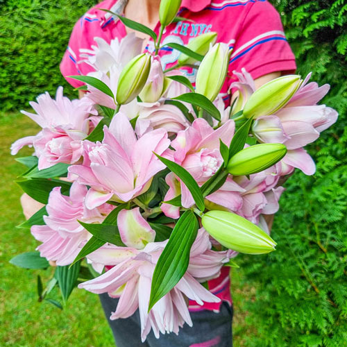 Waverider Carpet Border Lily Bulbs | Shop Online | Breck's