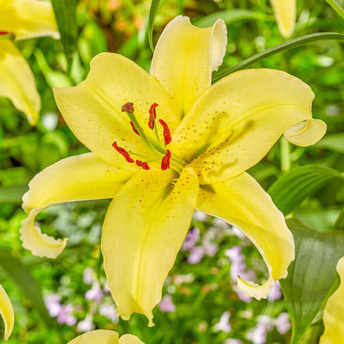 Gold Fever Lily
