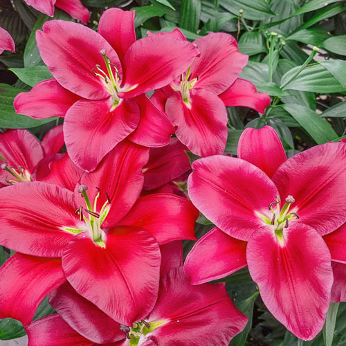 Liber Love Lily 3 Per Package Red Lilium Oriental Zone 8 Spring Planting Planted Bulbs