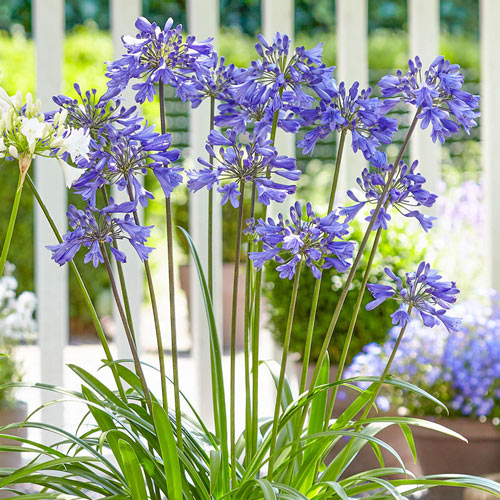 Ever Sapphire Agapanthus