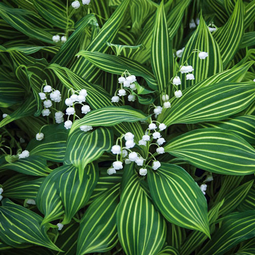 Variegated Lily-of-the-Valley