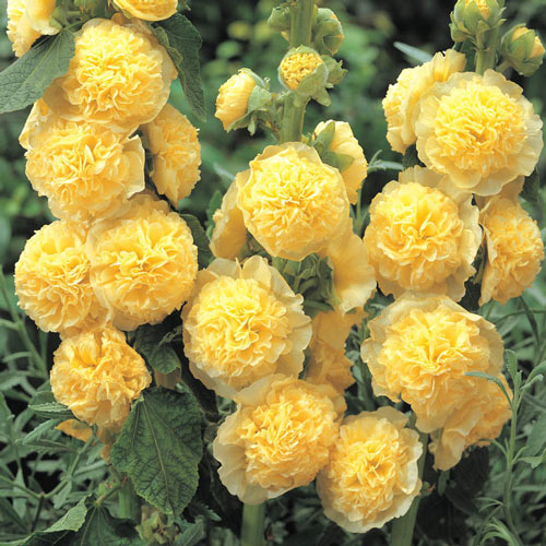 Chater's Double Yellow Hollyhock
