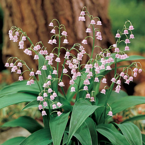 Pink Lily of the Valley Ground Cover