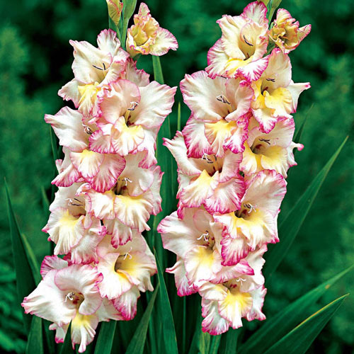 Priscilla Gladiolus