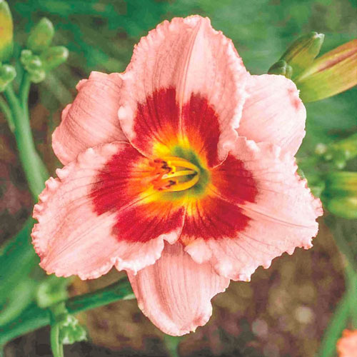 Wineberry Candy Reblooming Daylily