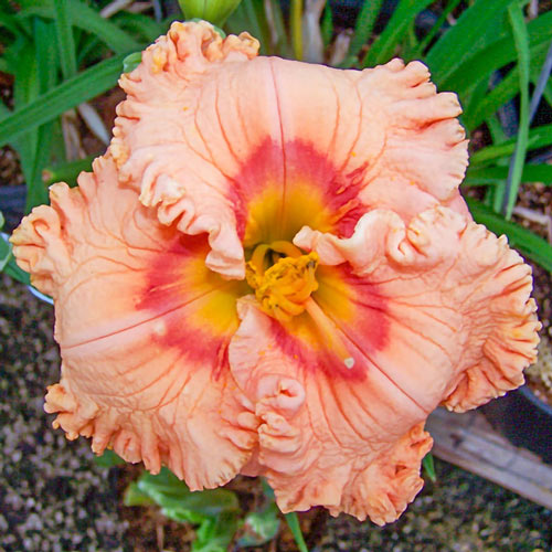 Ever So Softly Reblooming Daylily