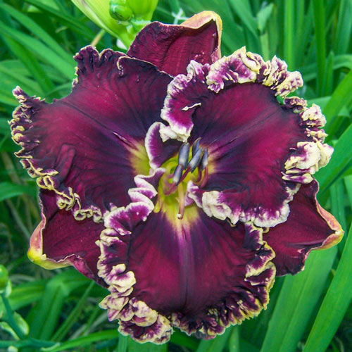 Exhibitionist Reblooming Daylily