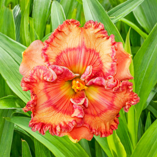 Fascinating Colors Reblooming Daylily