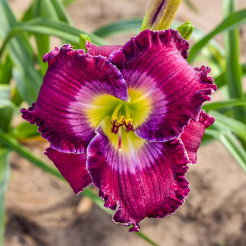 Rich in Mercy Reblooming Daylily