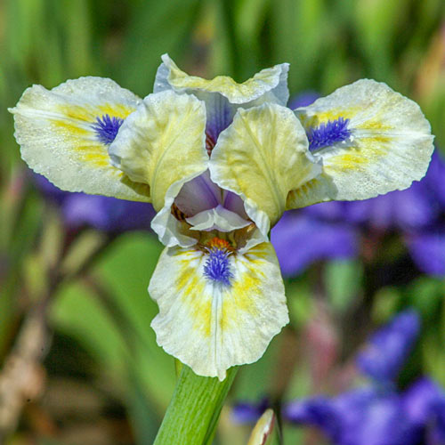 Bright Blue Eyes Dwarf Bearded Iris
