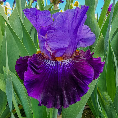 Transgalactic Bearded Iris
