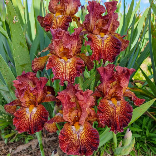 Dash of Spice Bearded Iris