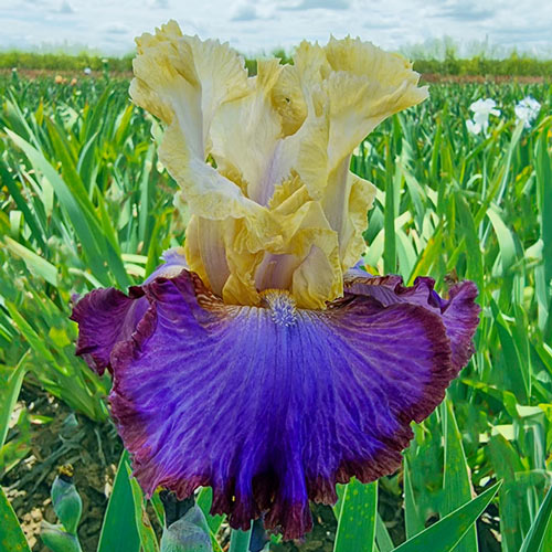 Adventurous Bearded Iris