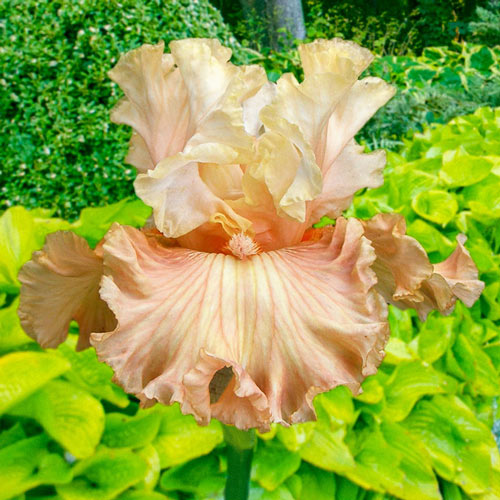 Australian Rose Bearded Iris