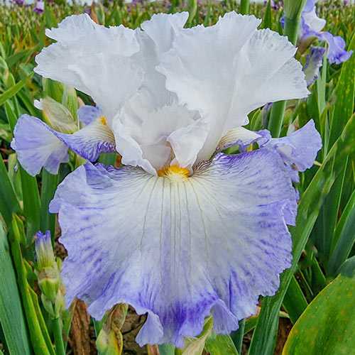 Autumn Breeze Reblooming Bearded Iris