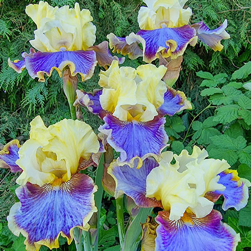 Coos Bay Bearded Iris