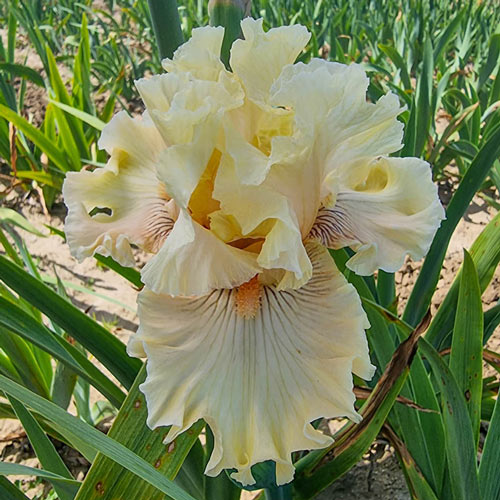 Cotillion Gown Bearded Iris