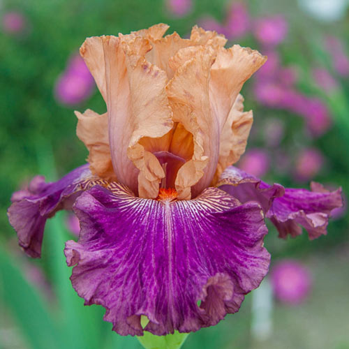 Double Exposure Reblooming Bearded Iris