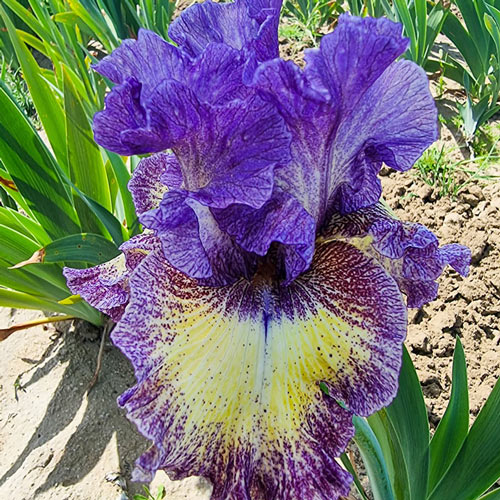 Foolish Dreamer Bearded Iris