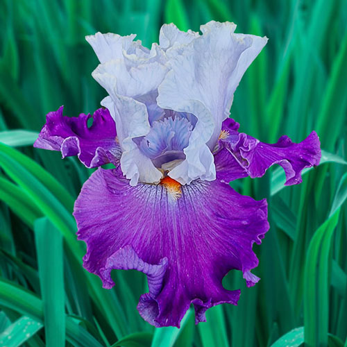 Picadilly Party Bearded Iris