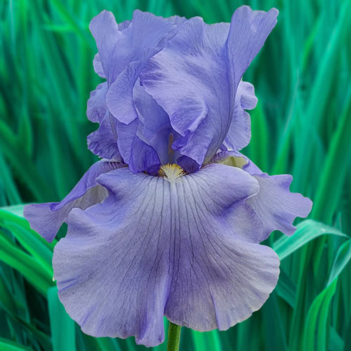 Renascent Reblooming Bearded Iris