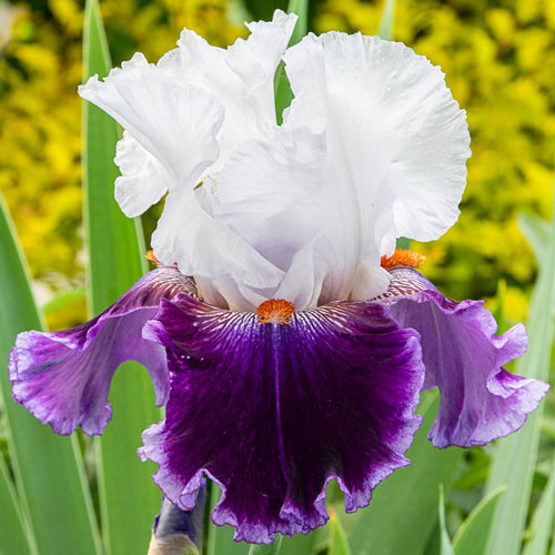 Royal Orders Bearded Iris