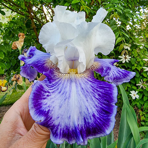 Tillamook Bay Reblooming Bearded Iris