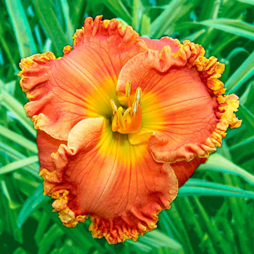 Warm Touch Reblooming Daylily