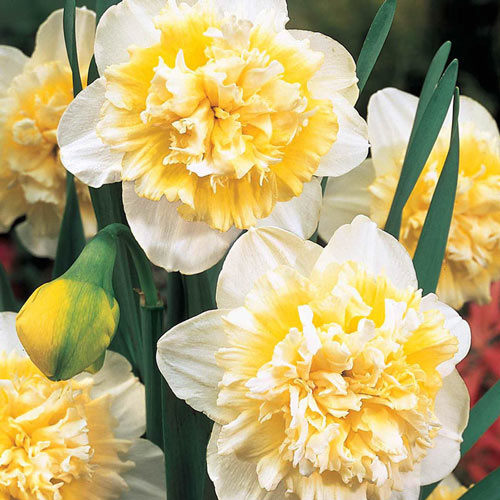 Ice King Daffodil