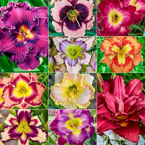 Ultimate Kaleidoscope of Colour Daylily Collection