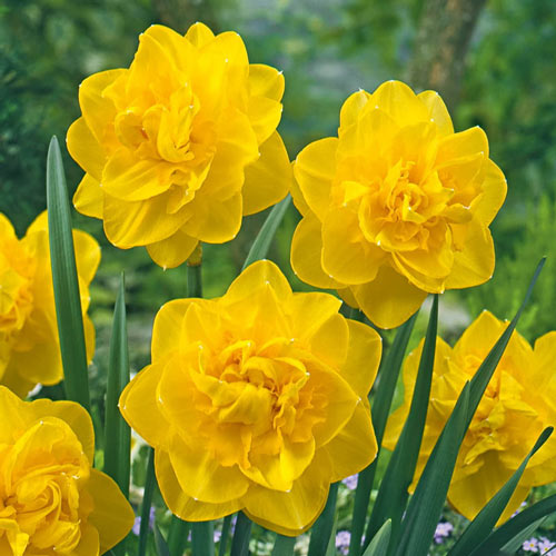 Sherborne Daffodil