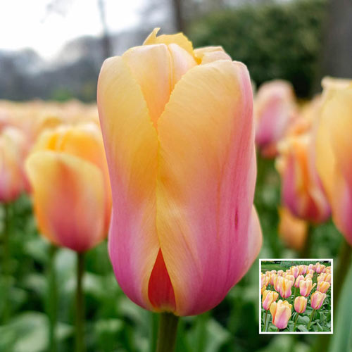 Blushing Impression Tulip