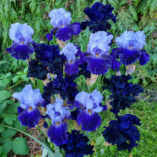 Blue Velvet Bearded Iris Mixture