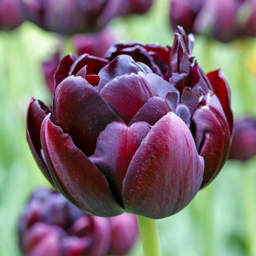 Black Hero Tulip