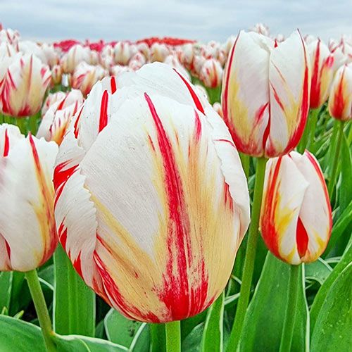 Happy Generation Tulip
