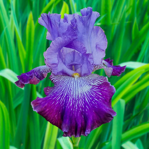 Jawbone Flats Bearded Iris