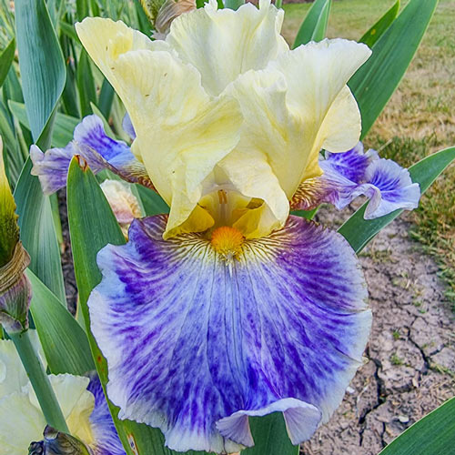 Rhizome Cowboy Reblooming Bearded Iris