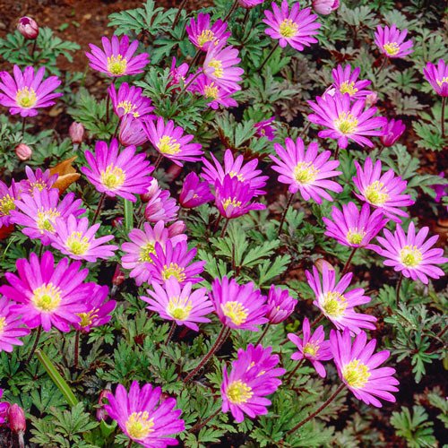 Violet Star Grecian Windflowers 