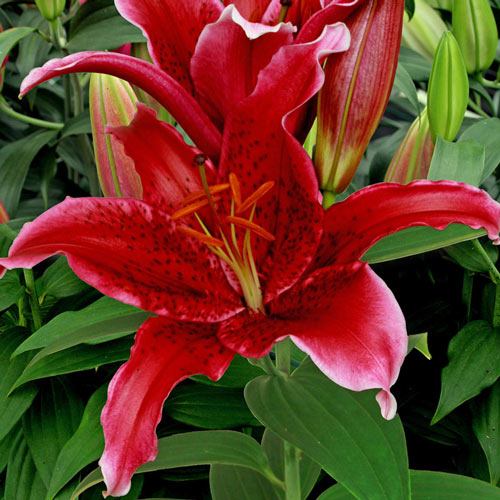 Red Flash Lily 